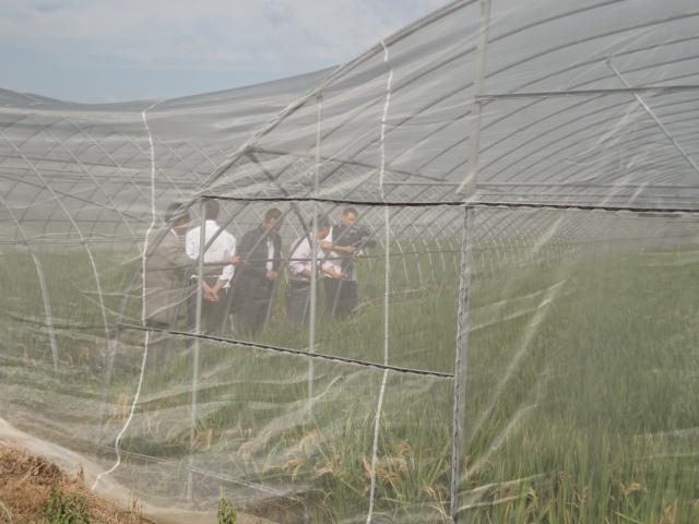 优质防虫网稻田水稻防虫网大宽幅防虫网替代无纺布