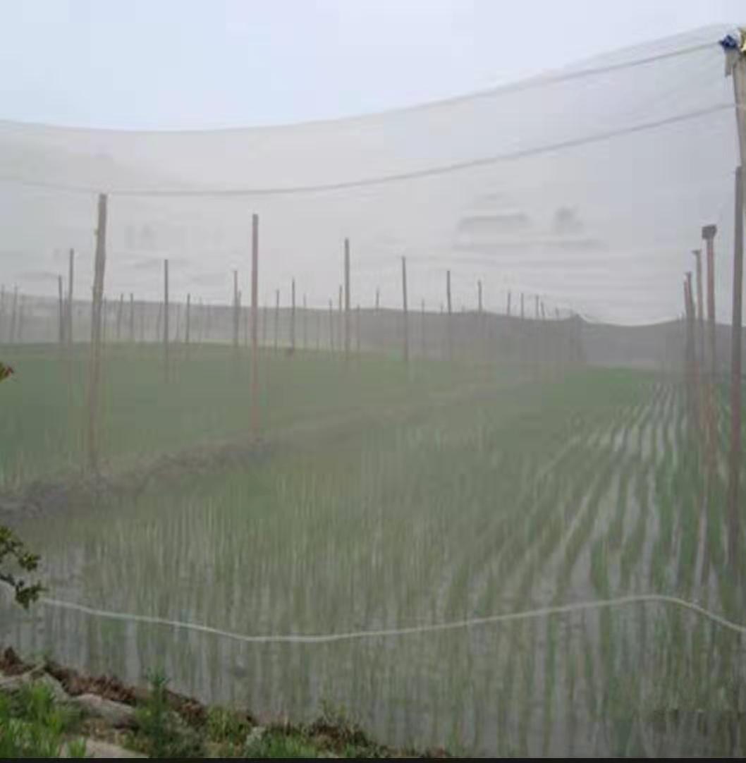 科学选择防虫网水稻秧苗防虫网大宽幅防虫网图片
