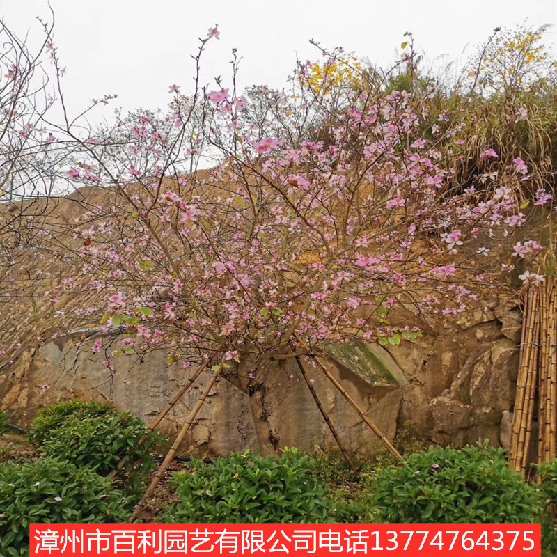 供应宫粉紫荆 行道树 园林景观 量大从优 漳州基地直销图片