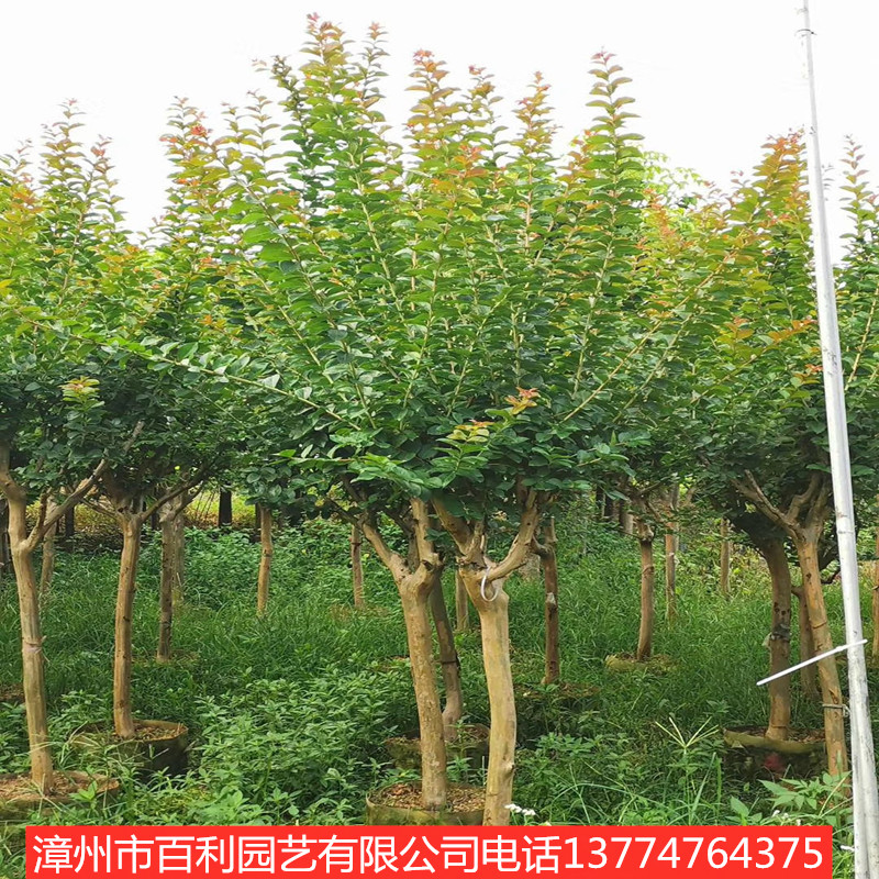 供应紫薇绿化工程四季常青漳州基地直销多规格供应