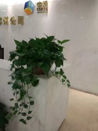 苏州办公室植物租赁，苏州办公室盆栽租赁，苏州办公室花草租赁图片