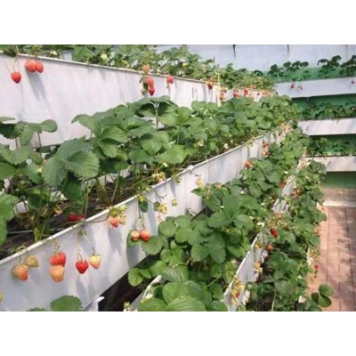 德州农户大棚种植草莓使用立体草莓种植架